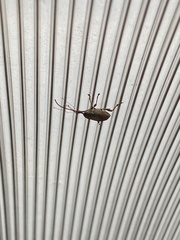 Curculio