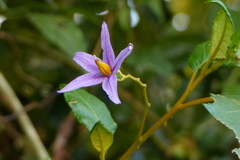 Solanum paludosum