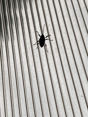 Curculio