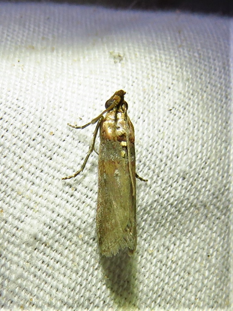 Rusty-banded Adelphia Moth