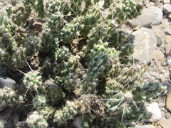Grusonia aggeria
