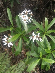 Brachyglottis kirkii