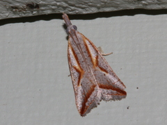 Arotrophora arcuatalis