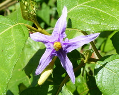 Solanum paludosum