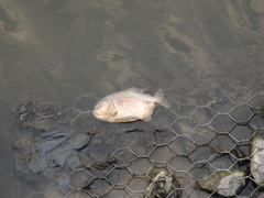 Pygocentrus nattereri