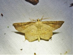 Euchlaena marginaria