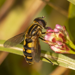 Helophilus obscurus