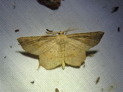 Euchlaena marginaria