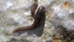 Erpobdellidae