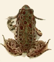 Relict Leopard Frog photo 4
