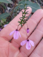 Tetratheca ericifolia
