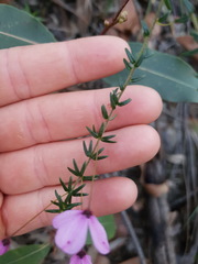 Tetratheca ericifolia