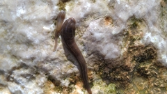 Erpobdellidae