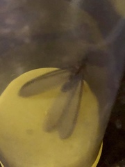 Zootermopsis nevadensis