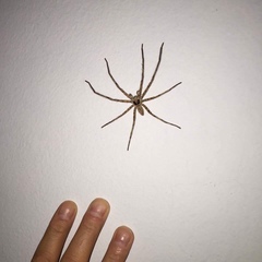 Heteropoda venatoria