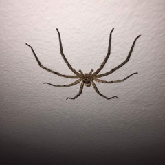 Heteropoda venatoria