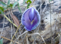 Centrosema brasilianum