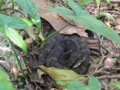 Metlapilcoatlus olmec