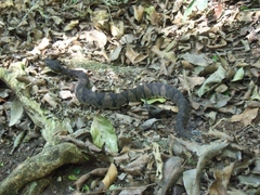 Metlapilcoatlus olmec