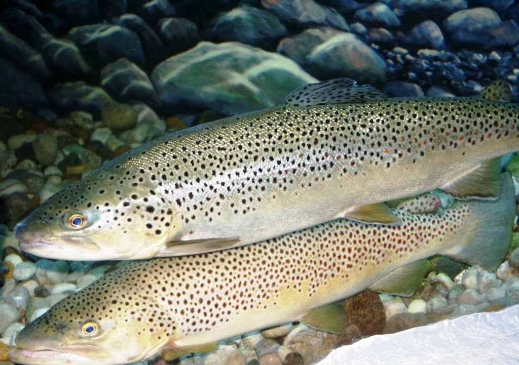 Sea Brown Trout (Form Salmo trutta trutta) · iNaturalist