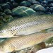 Sea Brown Trout - Photo (c) USFWS Fish and Aquatic Conservation, some rights reserved (CC BY-NC-ND)