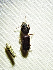 Clivina dentipes