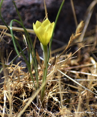 Zephyranthes filifolia
