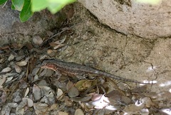 Sceloporus graciosus gracilis