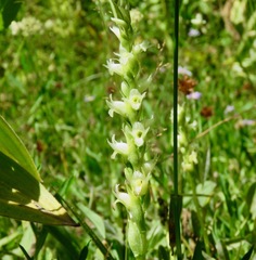 Spiranthes × stellata