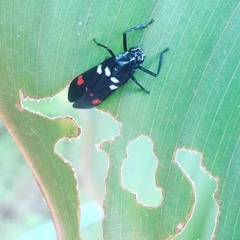 Callitettix versicolor