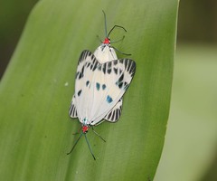 Chalcosia phalaenaria