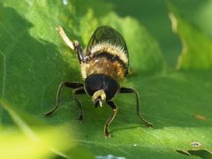 Merodon constans