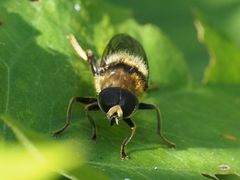 Merodon constans