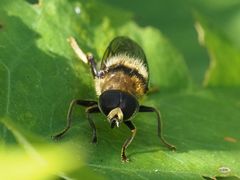 Merodon constans