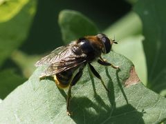 Merodon constans