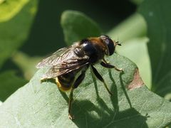 Merodon constans