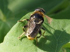 Merodon constans