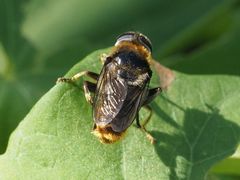 Merodon constans