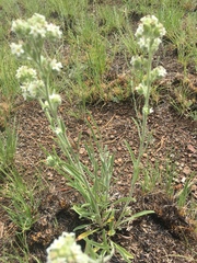 Oreocarya suffruticosa setosa
