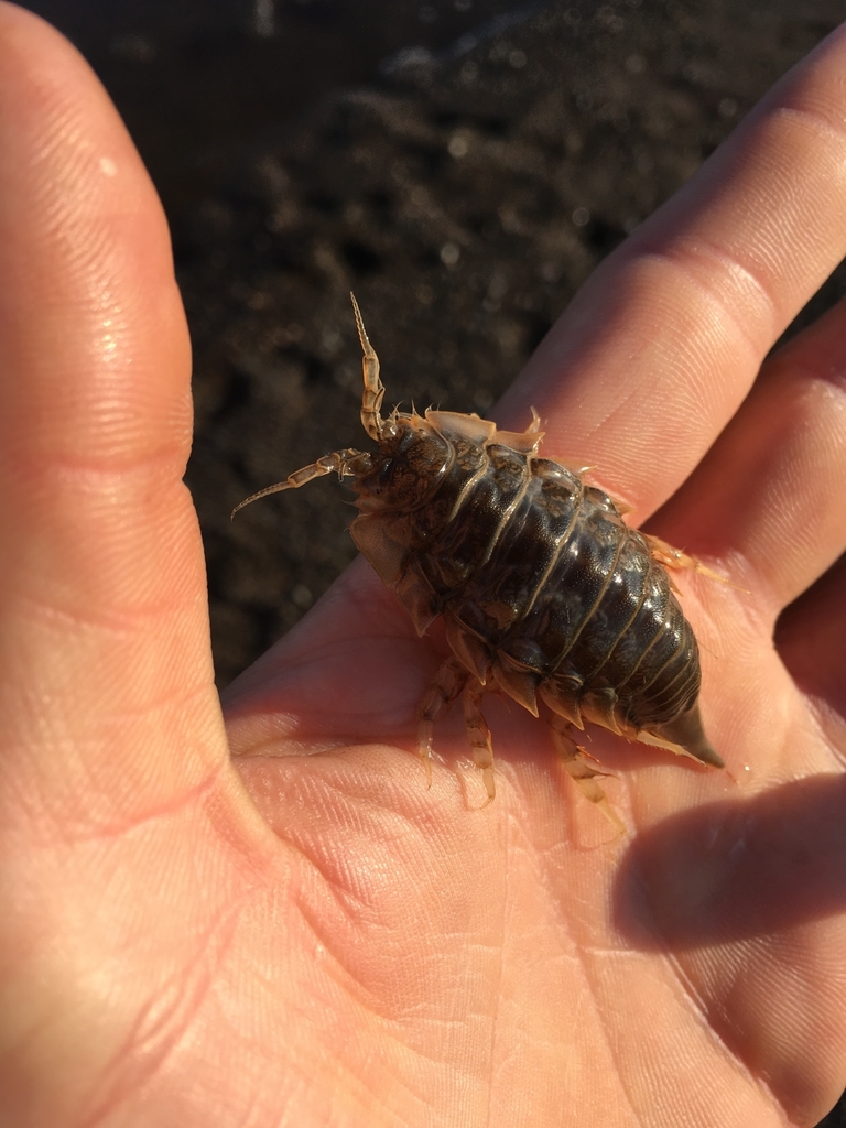 Saduria entomon
