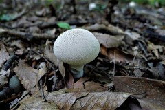 Lycoperdon pulcherrimum