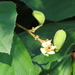 Luehea ochrophylla - Photo (c) Helio Lourencini,  זכויות יוצרים חלקיות (CC BY-NC), הועלה על ידי Helio Lourencini