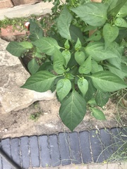 Phyciodes phaon jalapeno