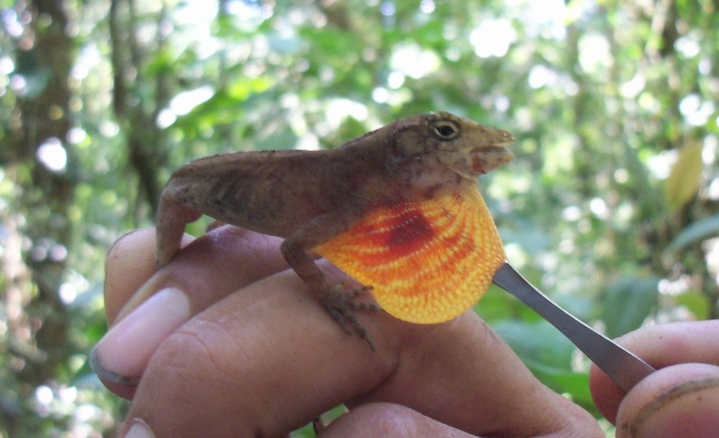 Berriozabal Anole