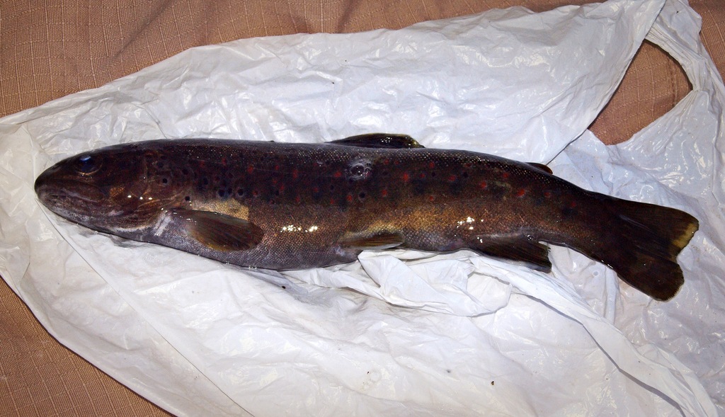 Algerian Trout