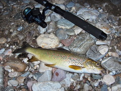 Softmouth Trout photo 2