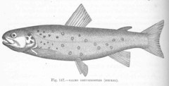 Softmouth Trout photo 3