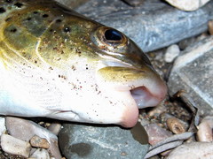 Softmouth Trout photo 4