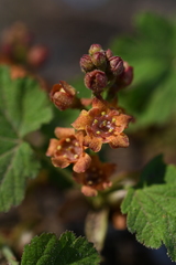 Ribes erythrocarpum