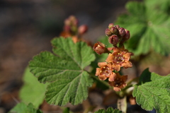 Ribes erythrocarpum